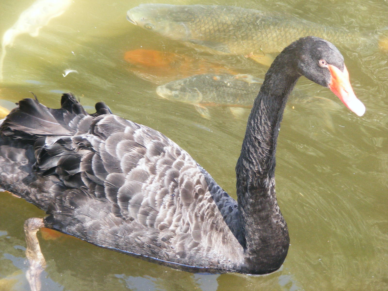 Tel Aviv bird park Zapari 24.8.10