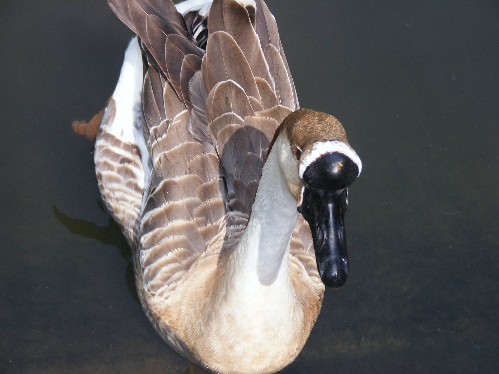 Tel Aviv bird park Zapari 24.8.10