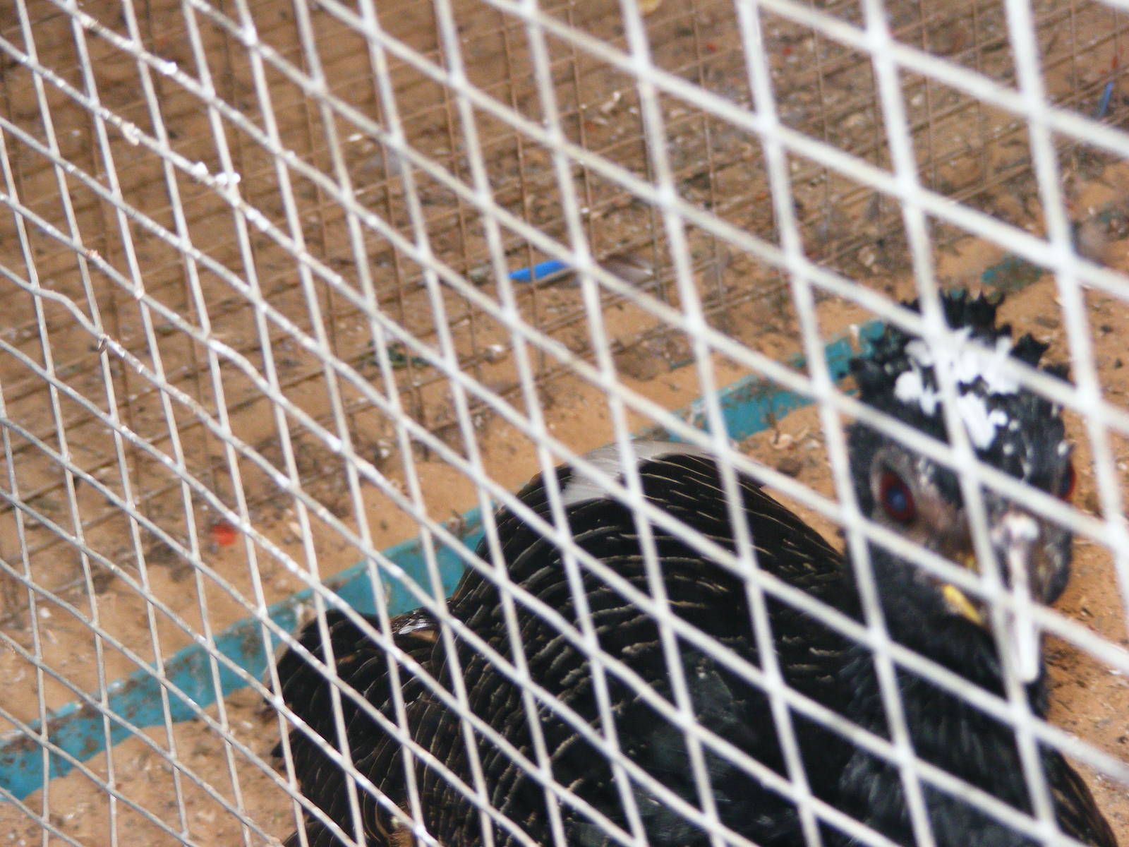 Tel Aviv bird park Zapari 24.8.10