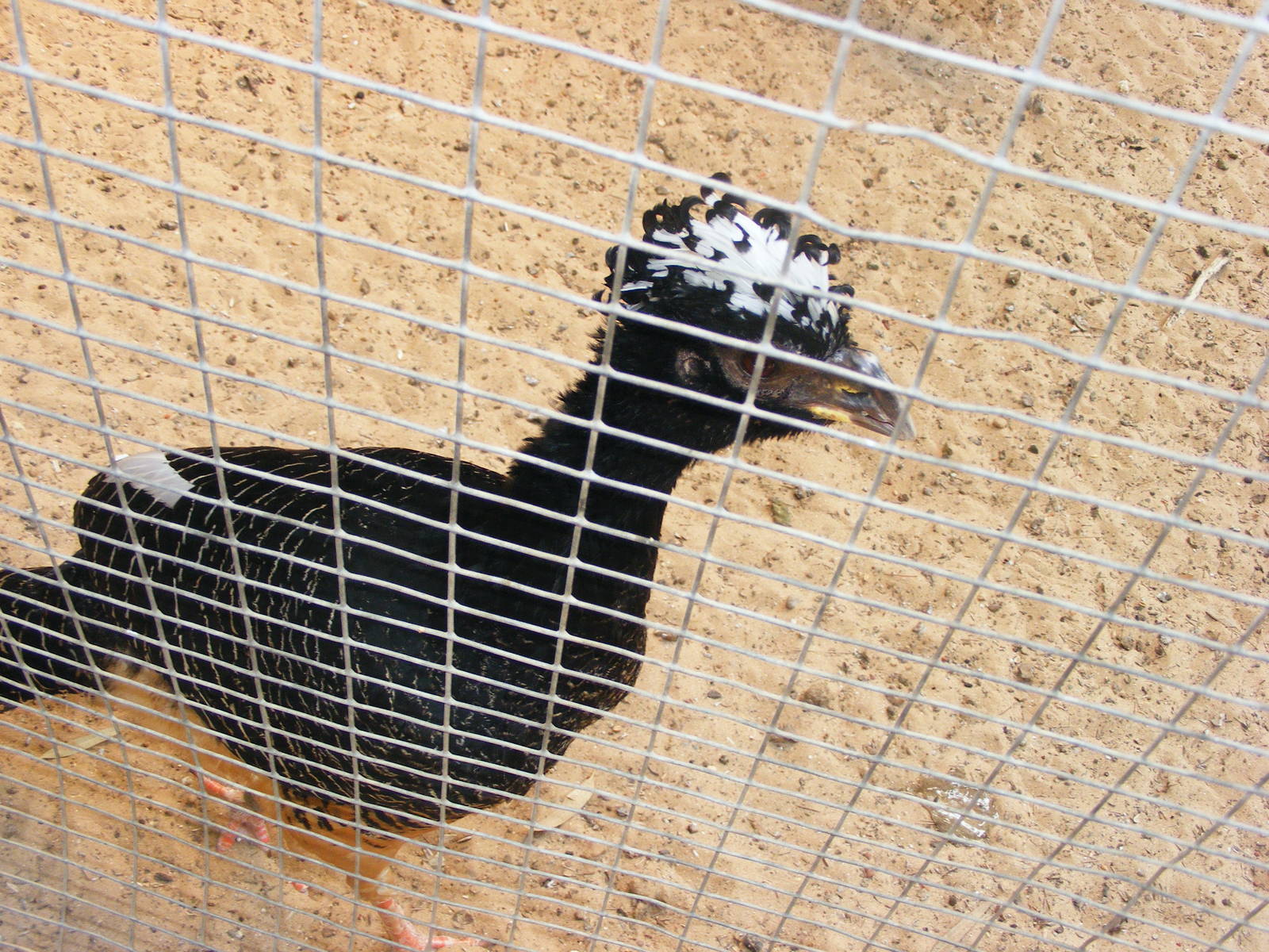 Tel Aviv bird park Zapari 24.8.10