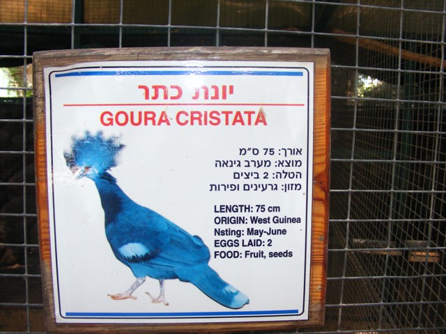 Tel Aviv bird park Zapari 24.8.10