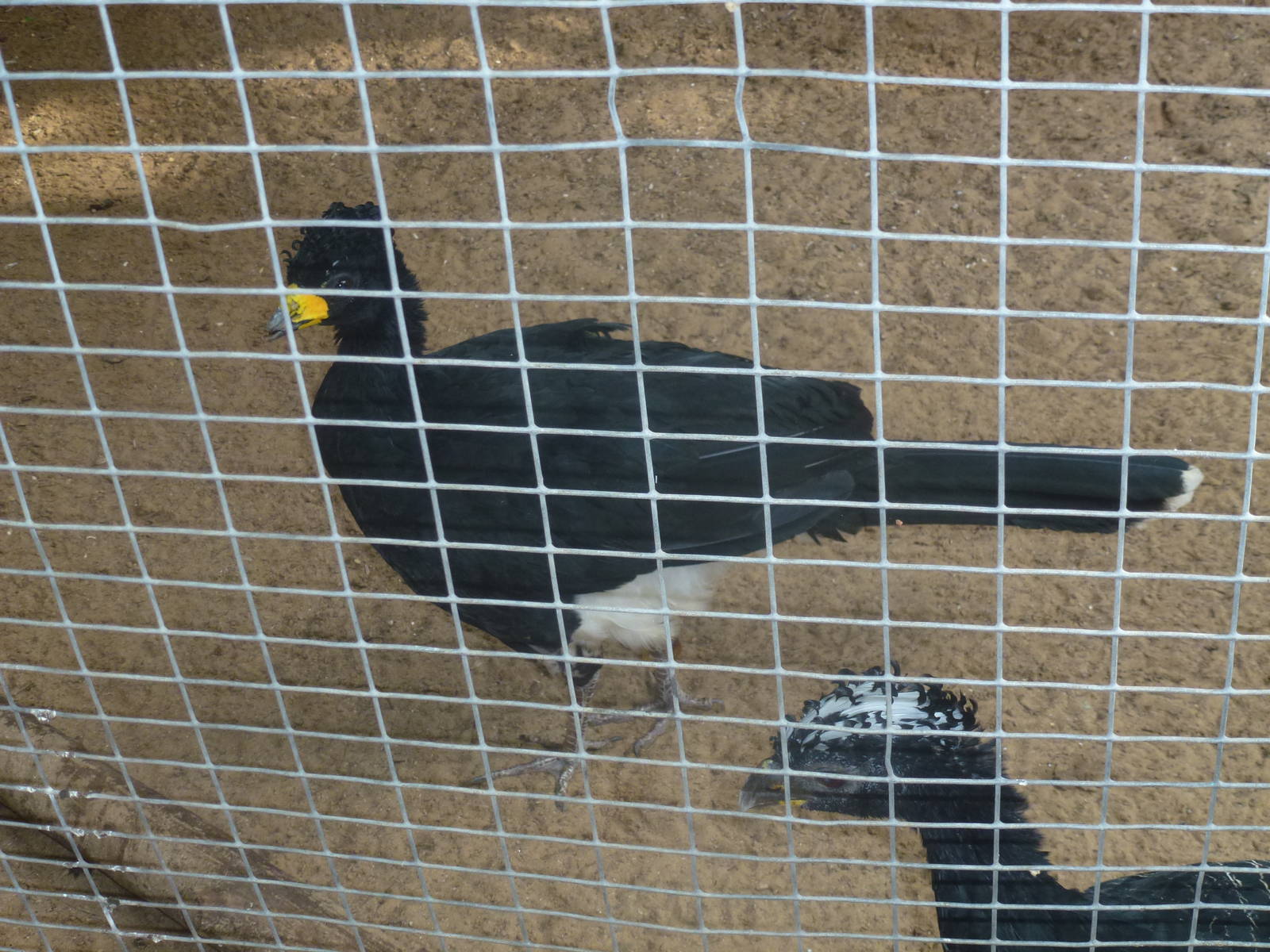 Tel Aviv bird park Zapari 29.12.12