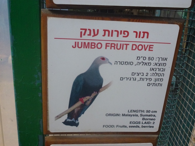 Tel Aviv bird park Zapari 29.12.12
