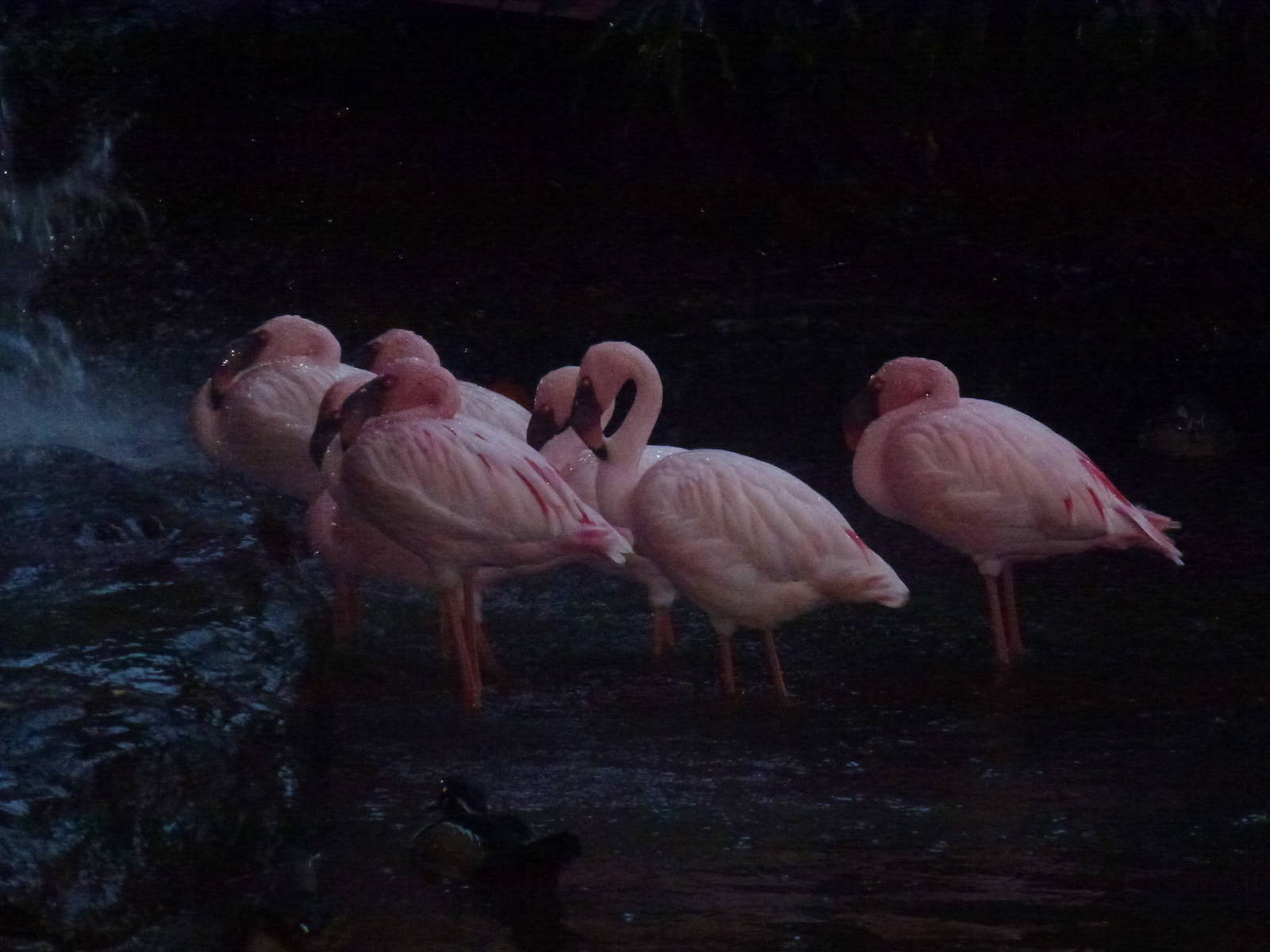 Tel Aviv bird park Zapari 29.12.12