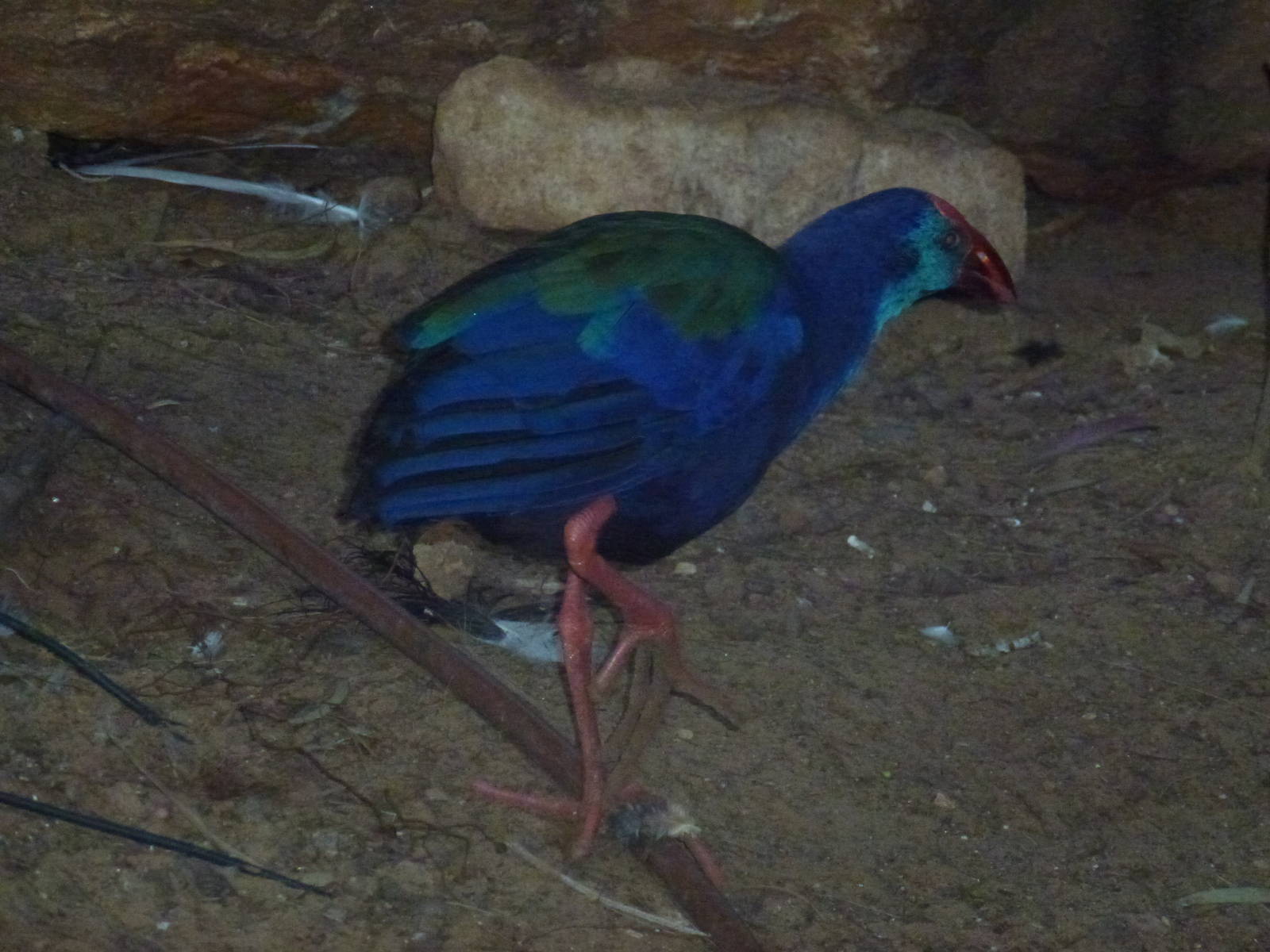 Tel Aviv bird park Zapari 29.12.12