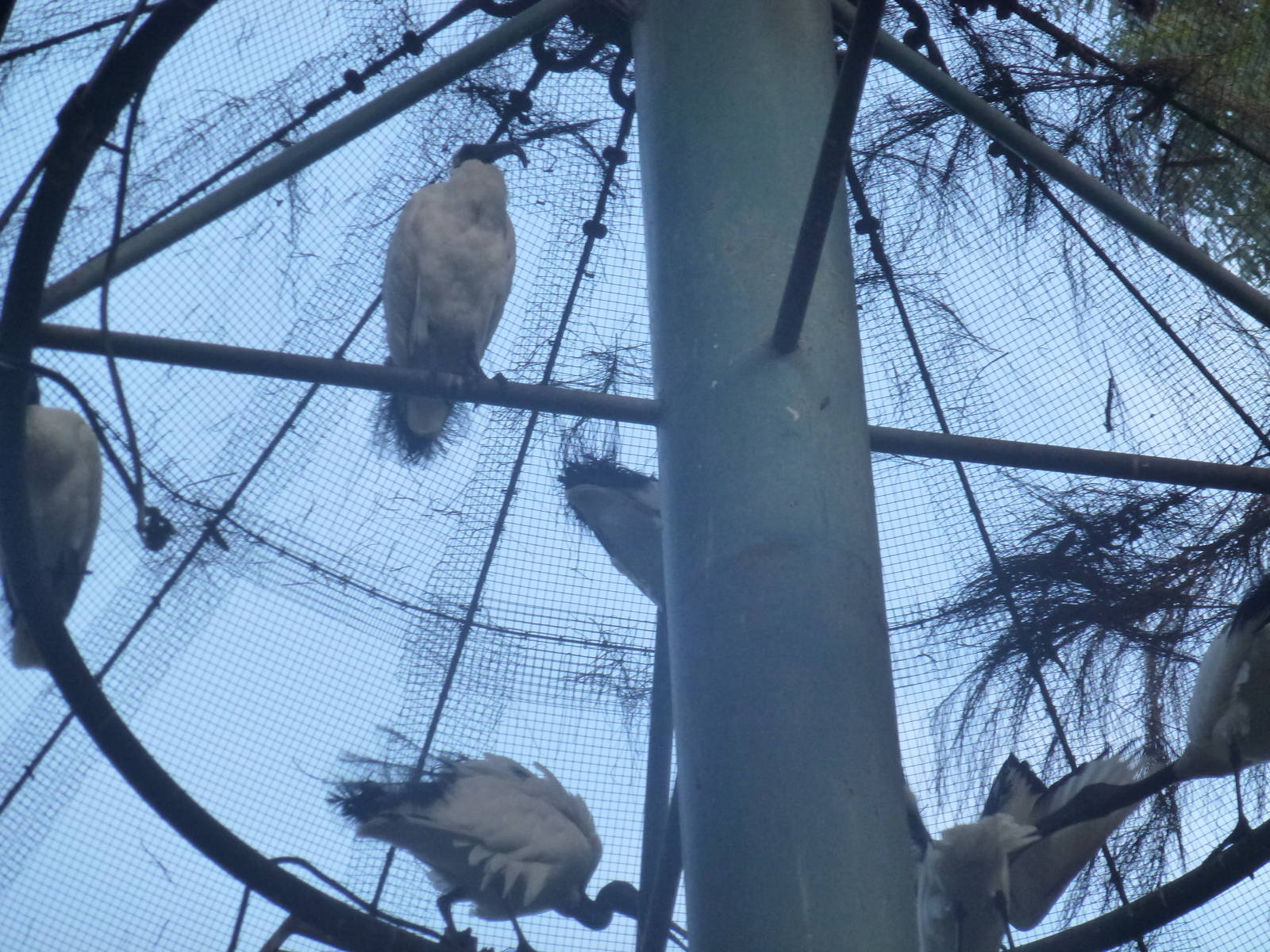 Tel Aviv bird park Zapari 29.12.12