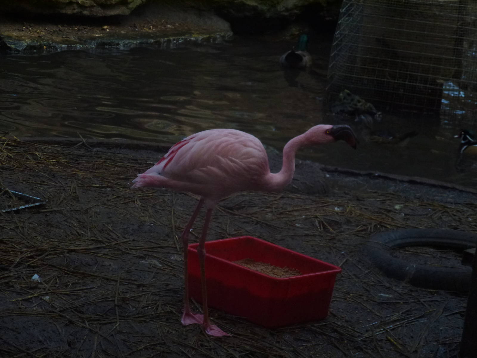 Tel Aviv bird park Zapari 29.12.12