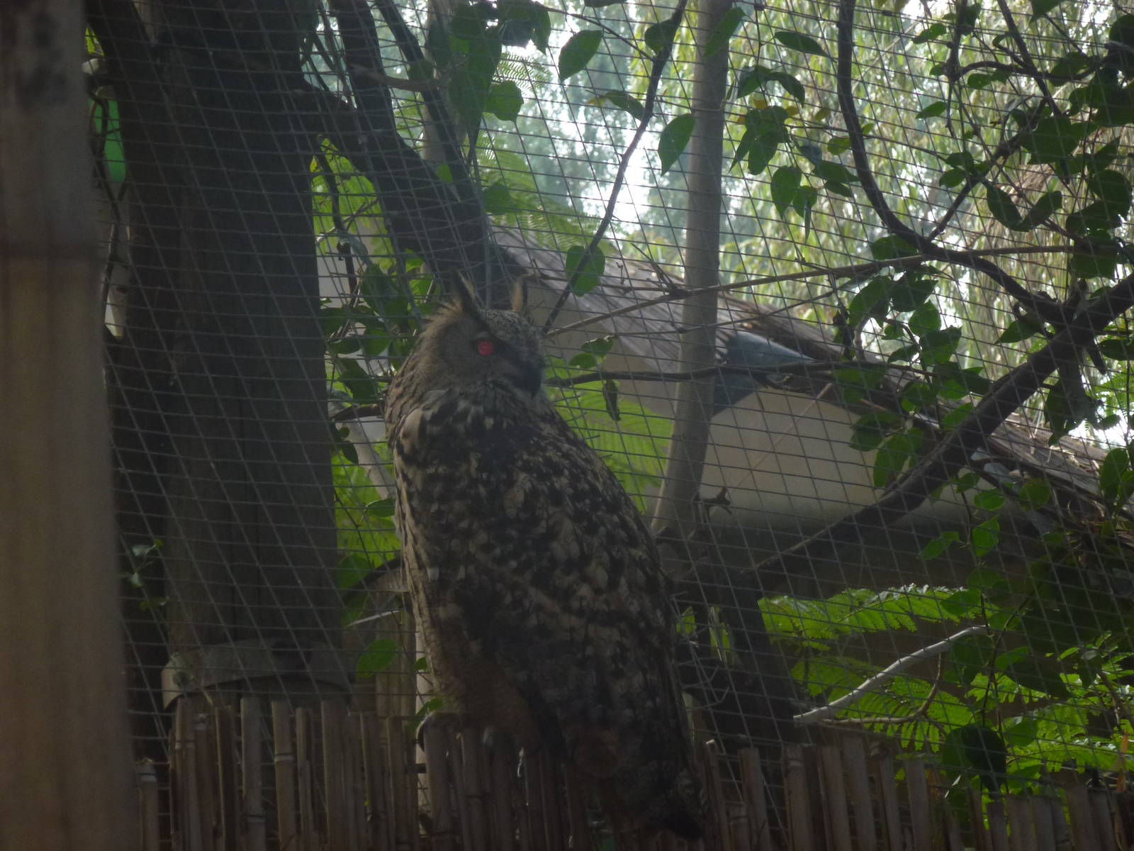Tel Aviv bird park Zapari 29.12.12
