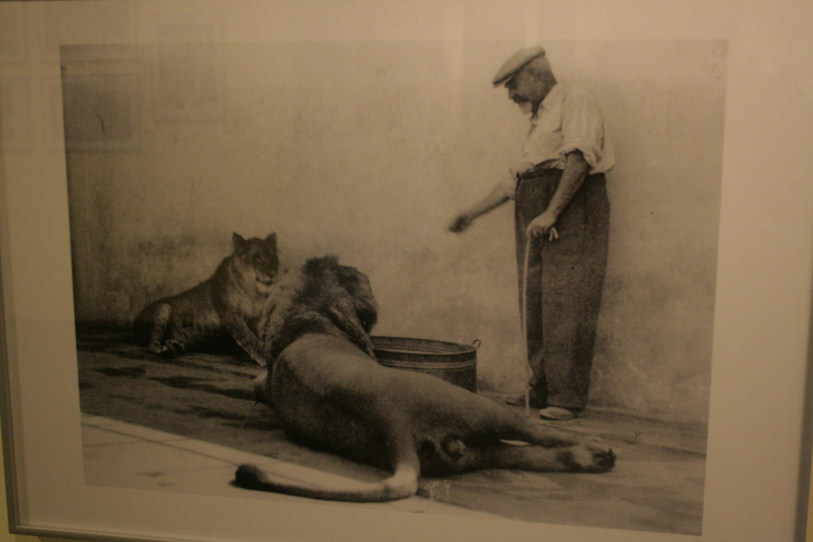 tel aviv zoo (closed) exhibition