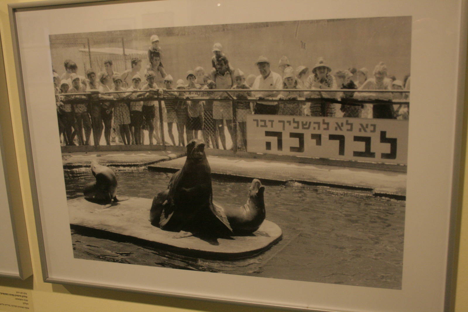 tel aviv zoo (closed) exhibition