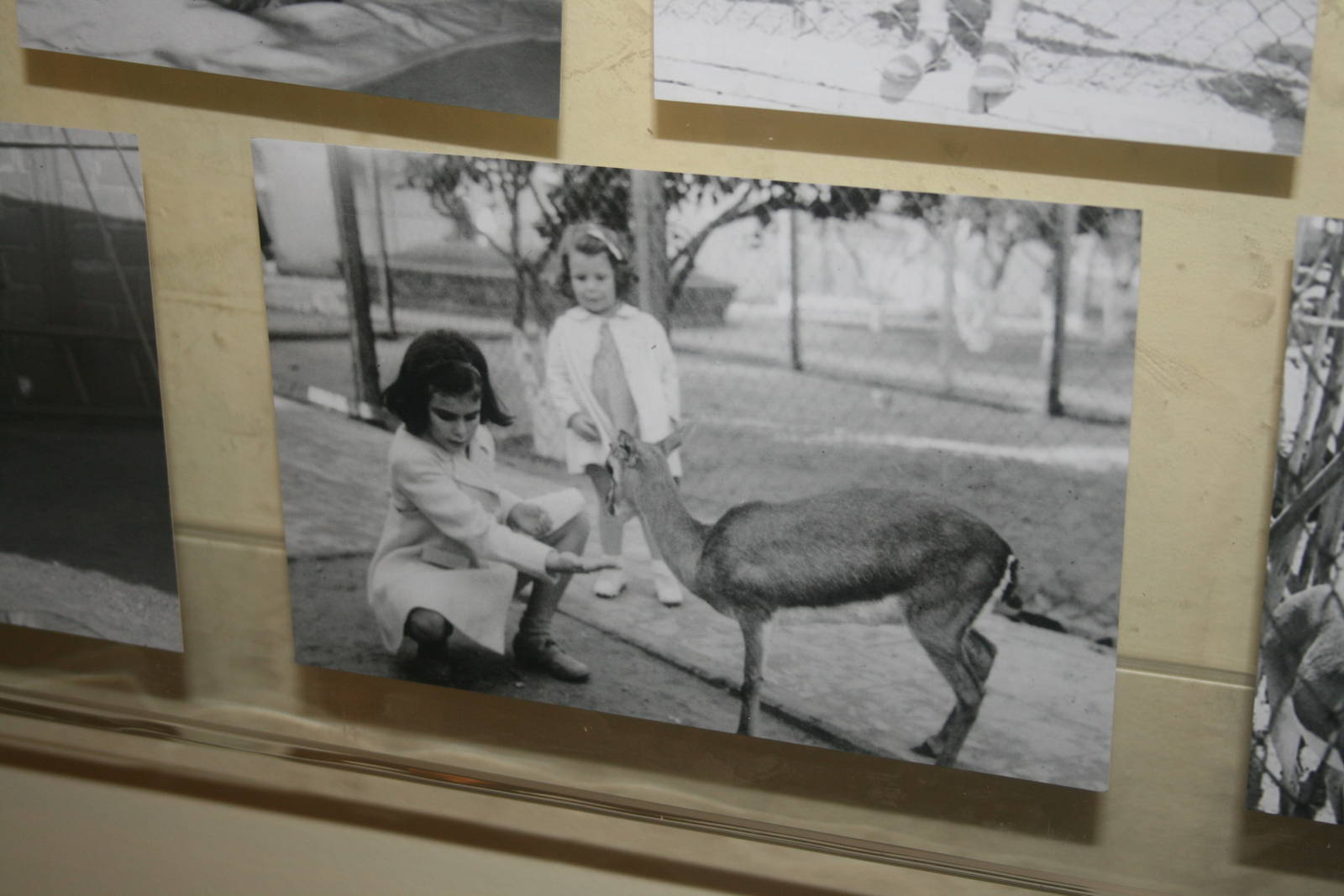 tel aviv zoo (closed) exhibition