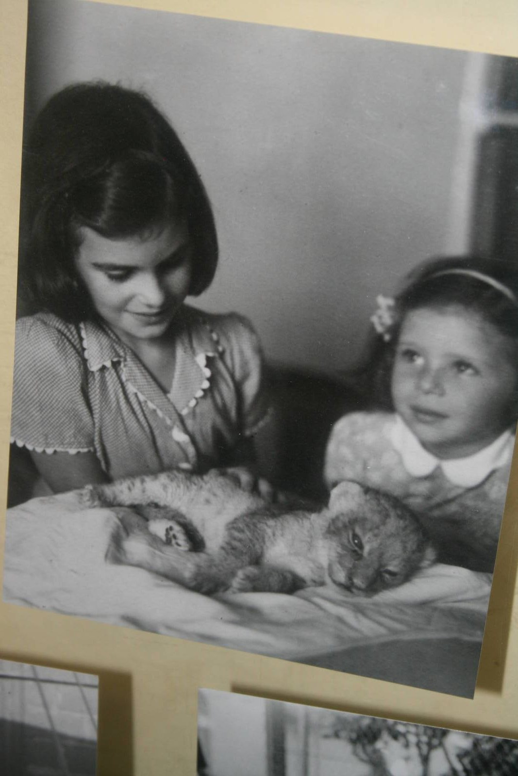 tel aviv zoo (closed) exhibition