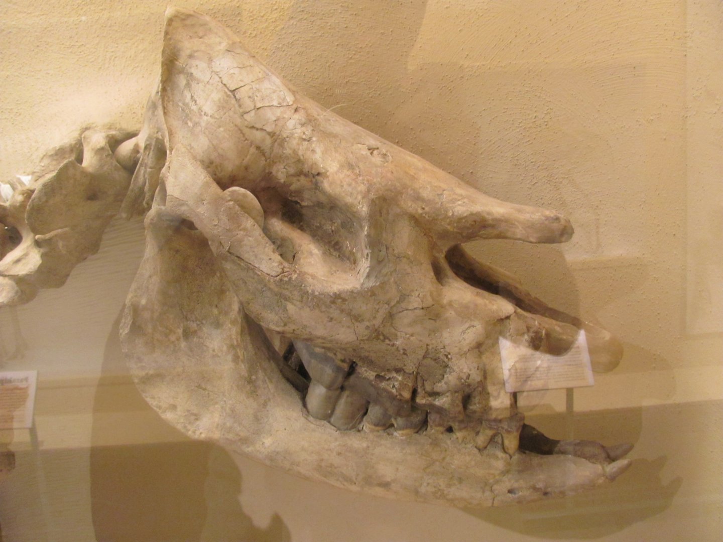 Teleoceras Skull