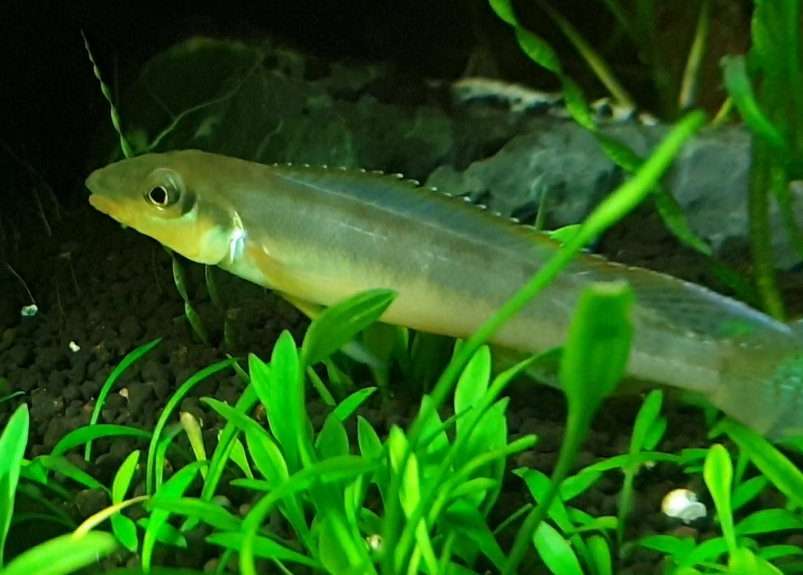 Teleocichla centrarchus