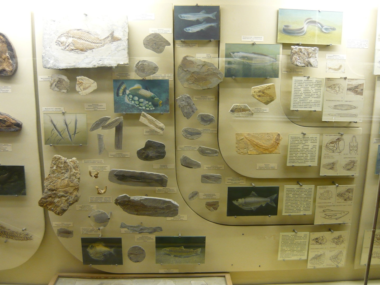 Teleost fishes showcase