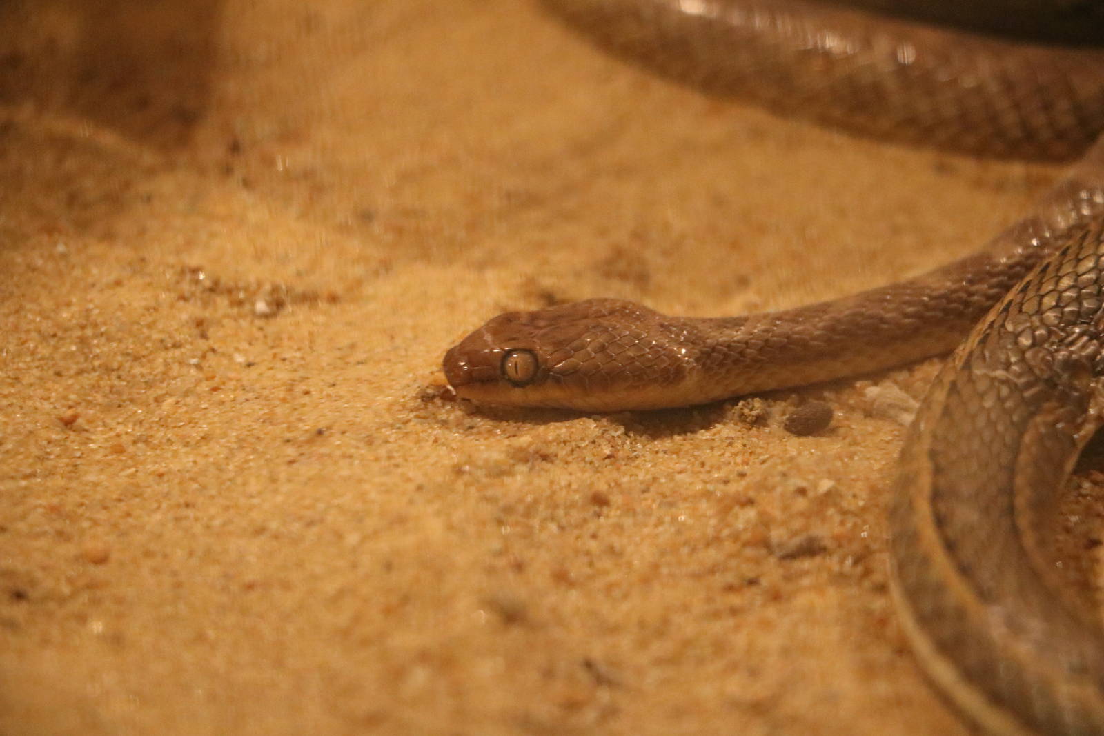 Telescopus sp.?, February 2016