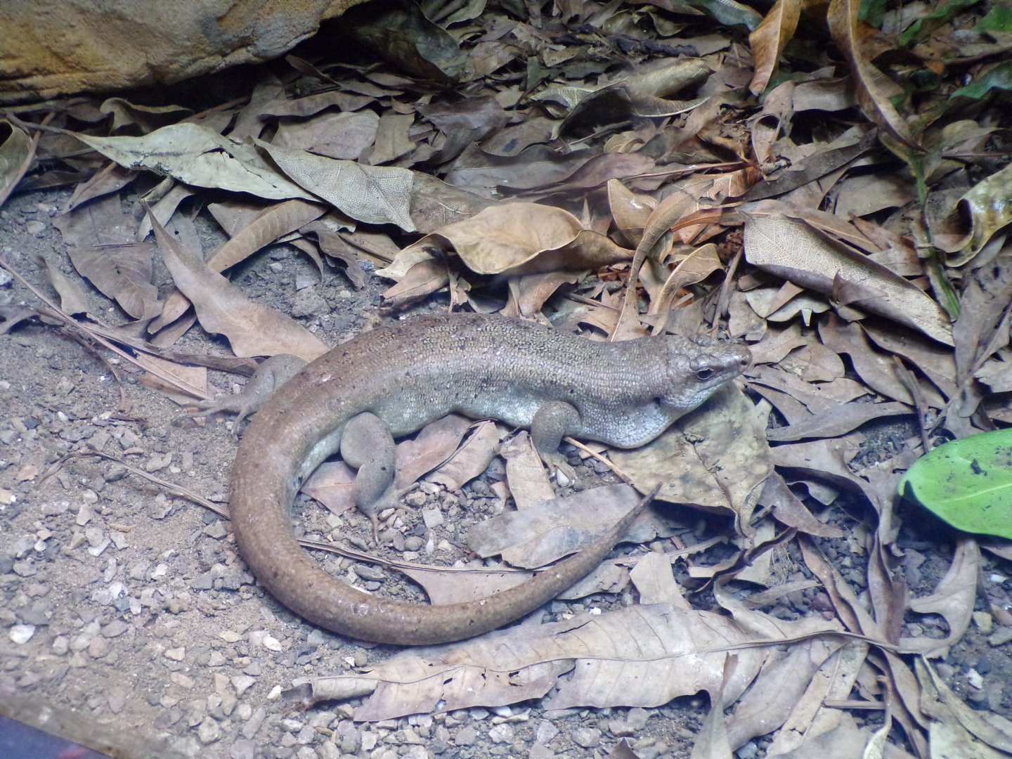 Telfair’s skink 11.2.25