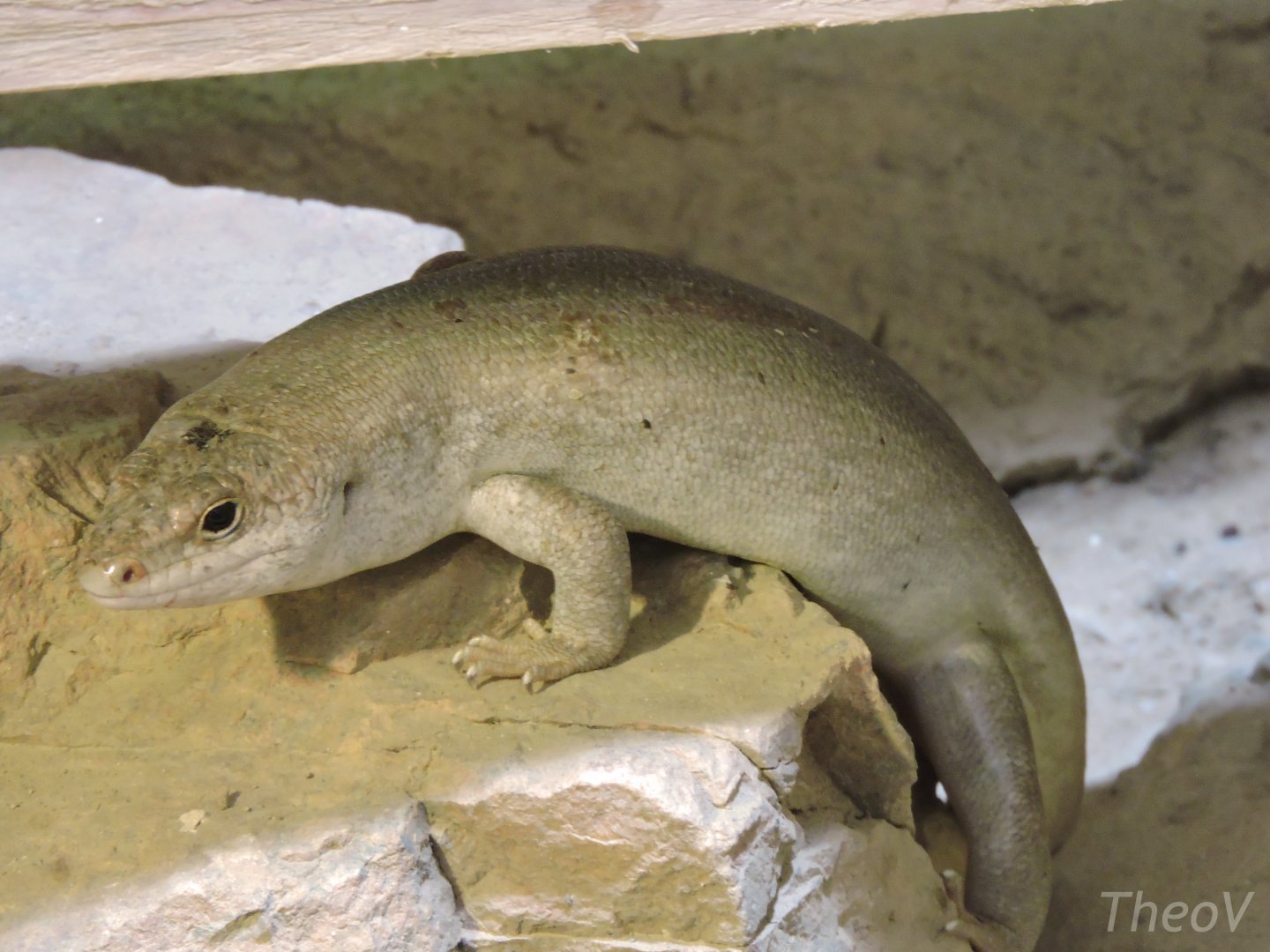 Telfair's skink [2015]