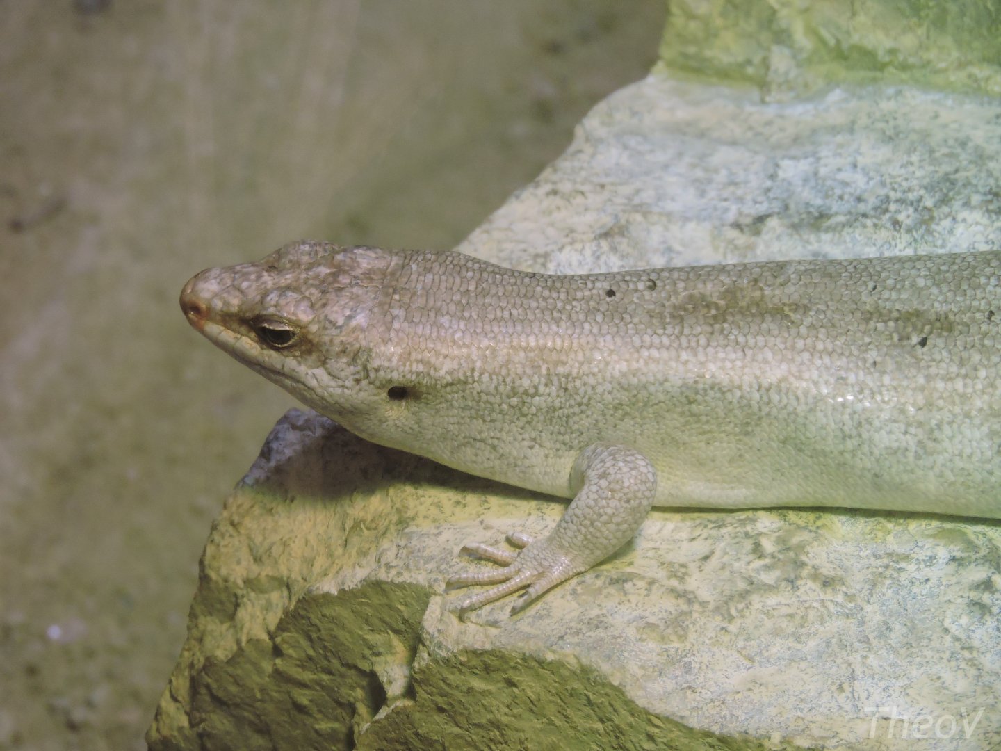 Telfair's skink [2015]