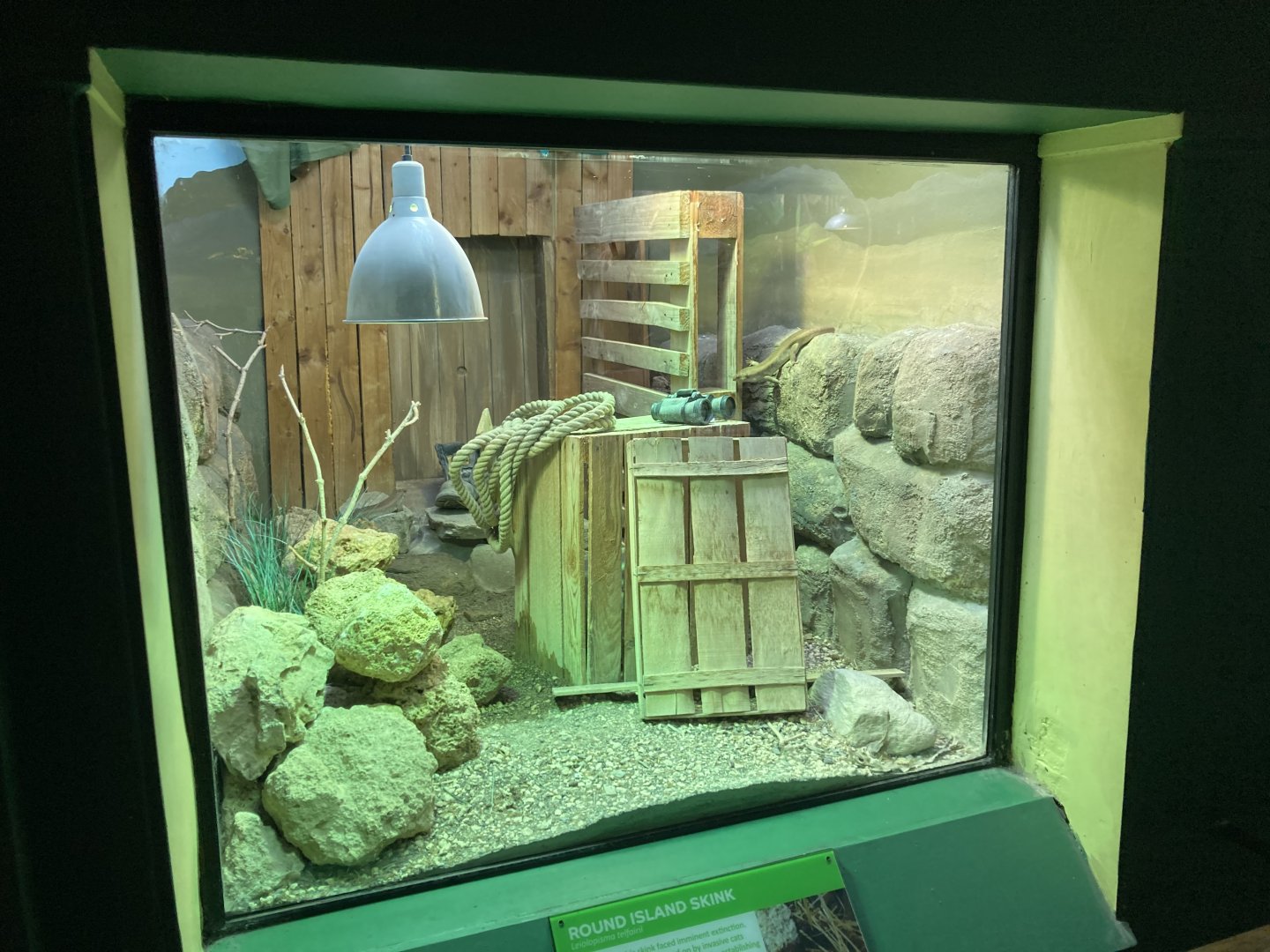 Telfair’s skink exhibit
