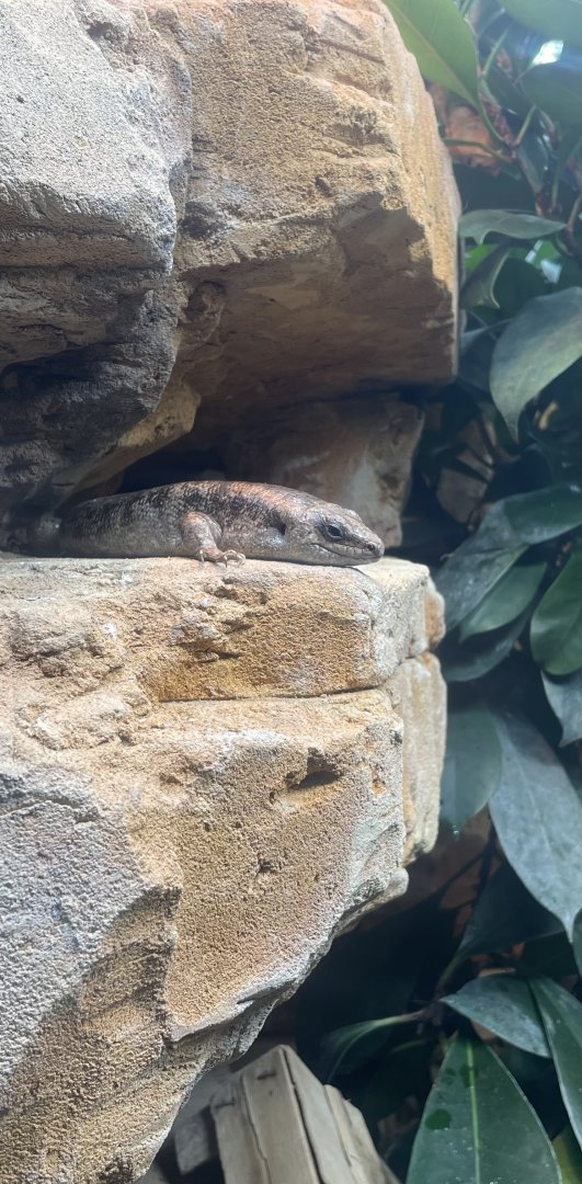 Telfair's Skink, Leiolopisma telfairii