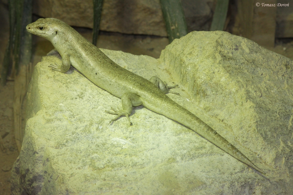 Telfair's Skink, Round Island Skink (Leiolopisma telfairi)
