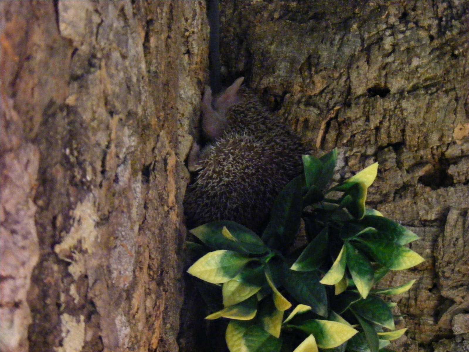 Telfairs tenrec at Birmingham Nature Centre, 30 August 2010