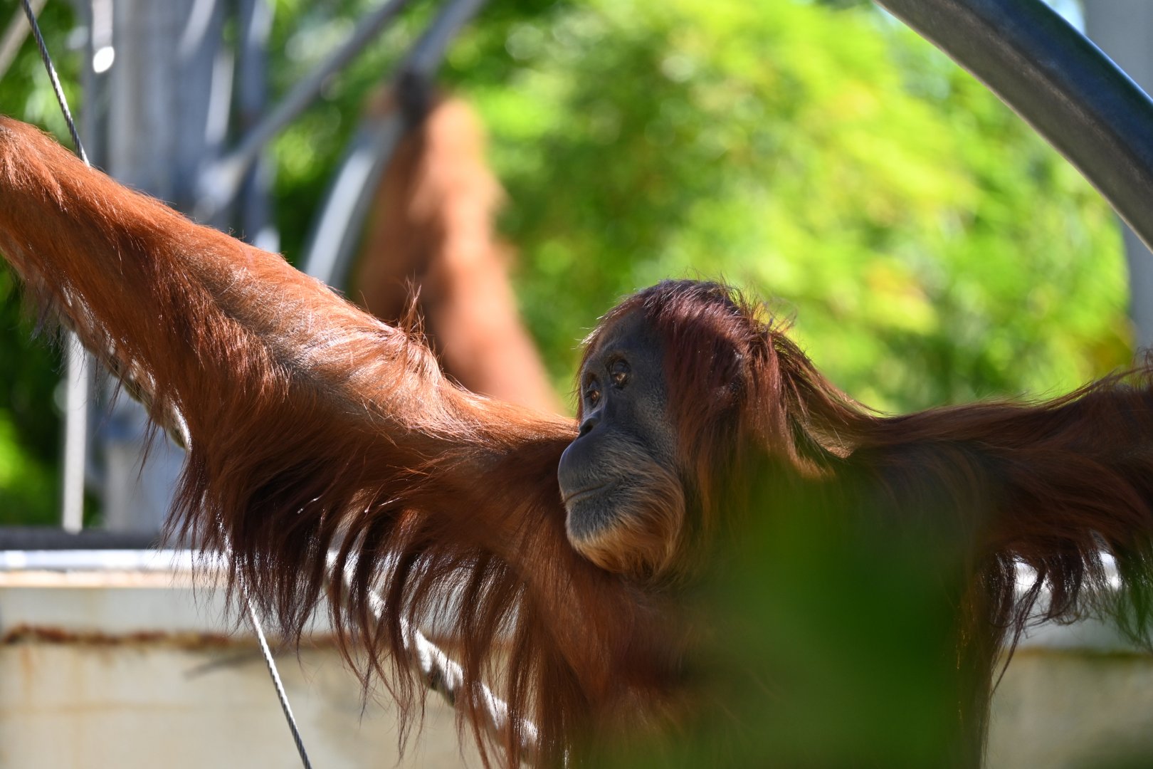 Teliti-Sumatran Orangutan-2025