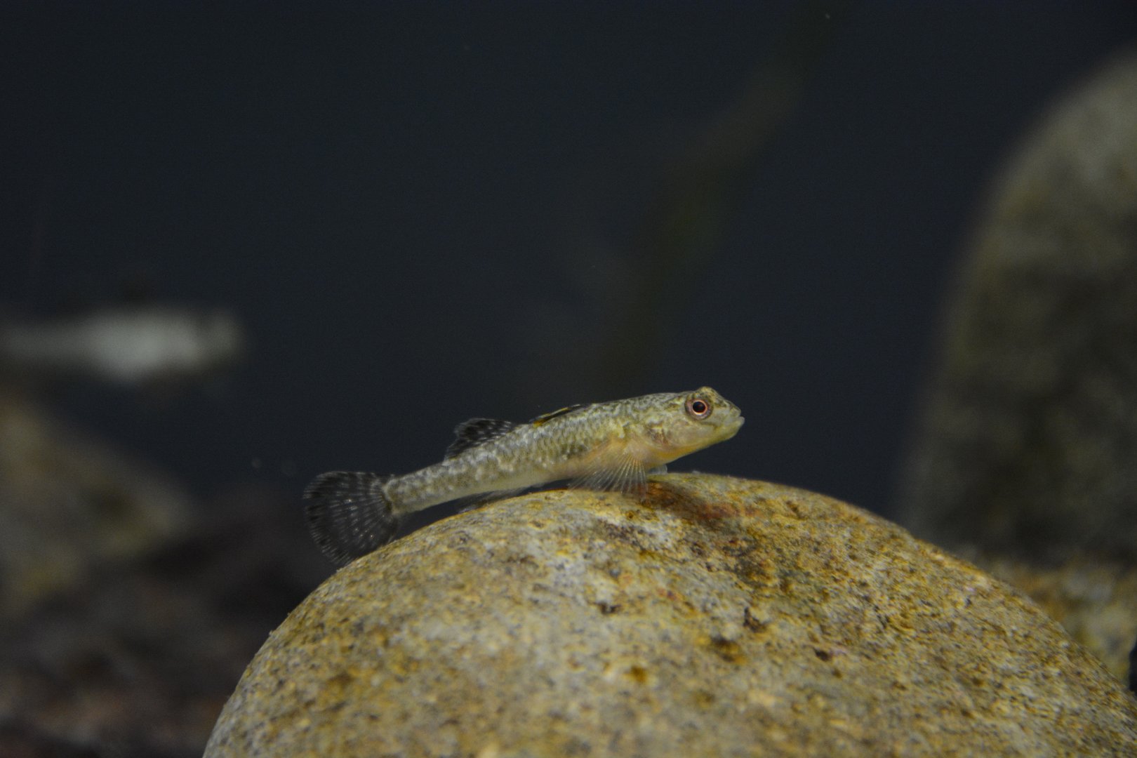 Telma dwarf freshwater goby (Rhinogobius telma)