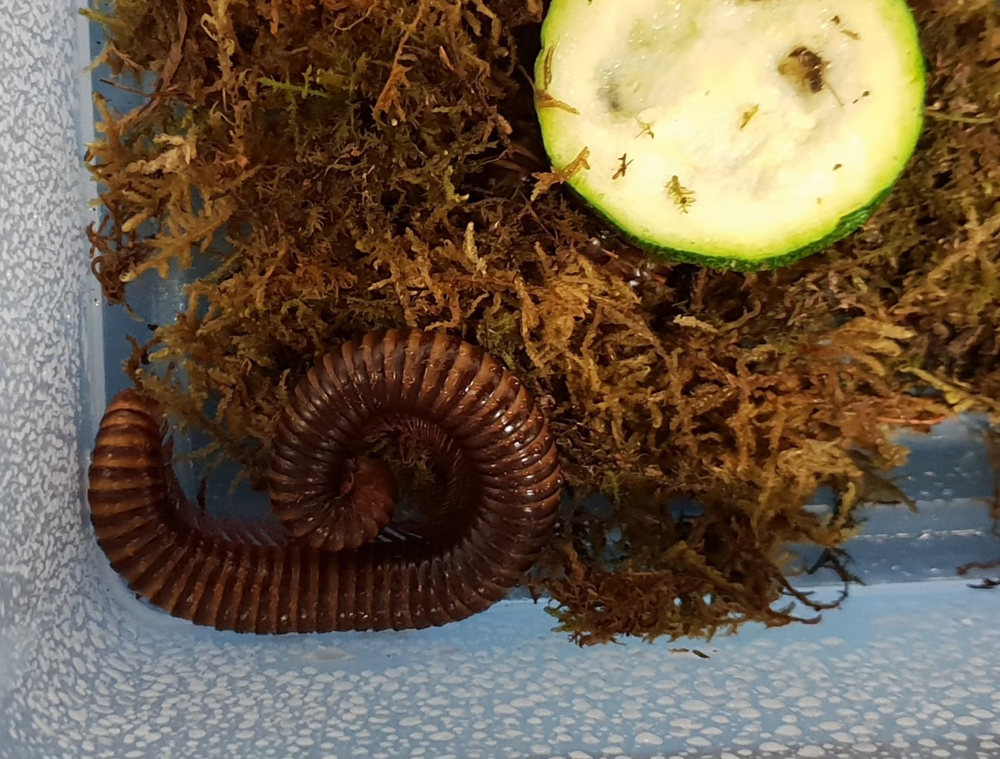 Telodeinopus assiensis