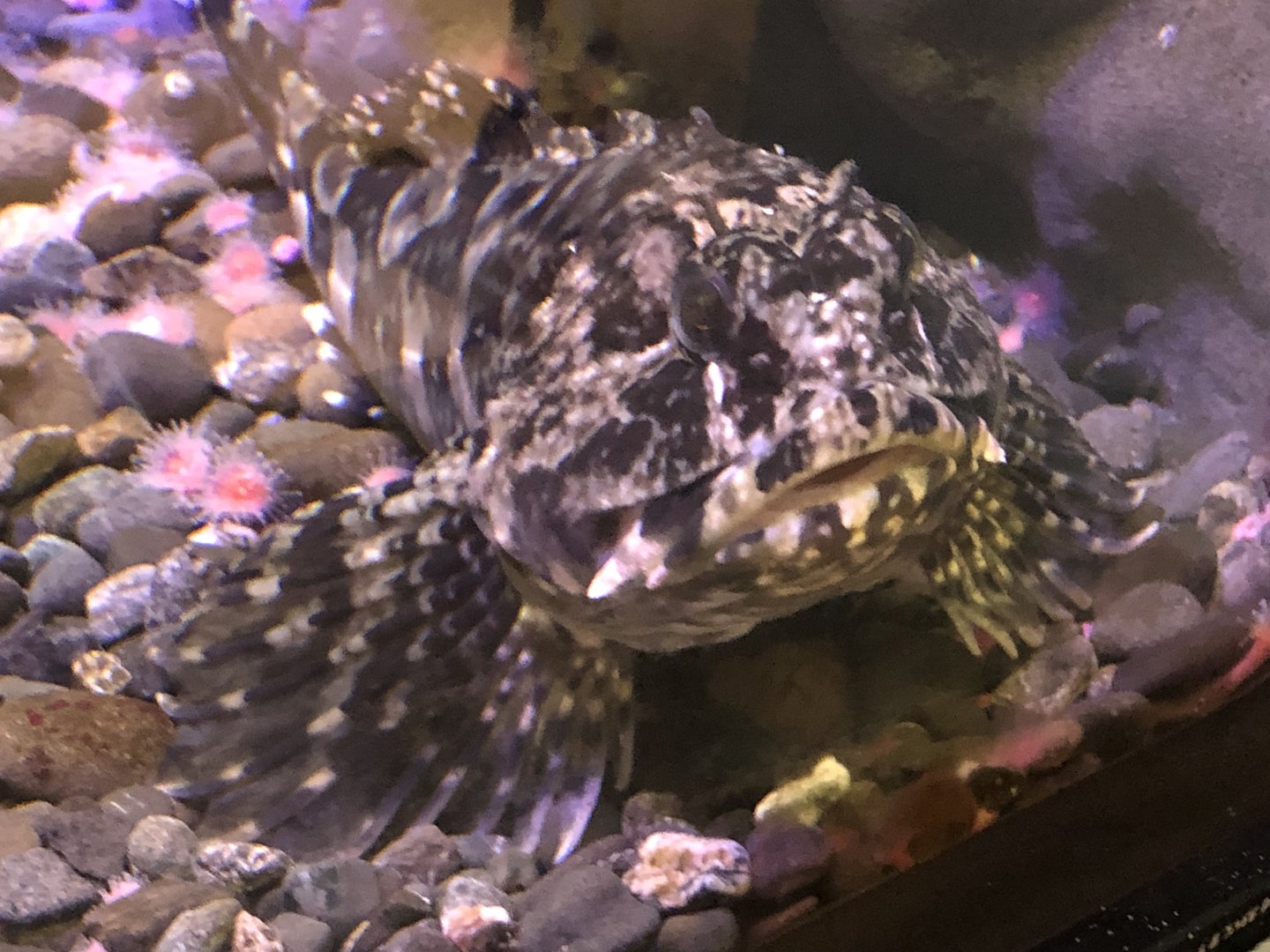 Telonicher Marine Lab - Cabezon, Scorpaenichthys marmoratus