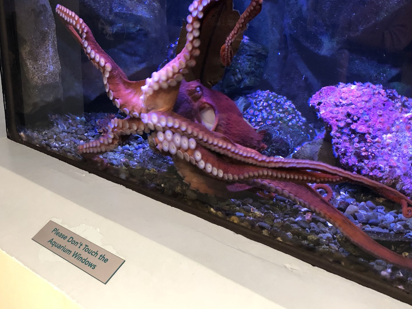 Telonicher Marine Lab - Giant Pacific octopus, Enteroctopus dofleini