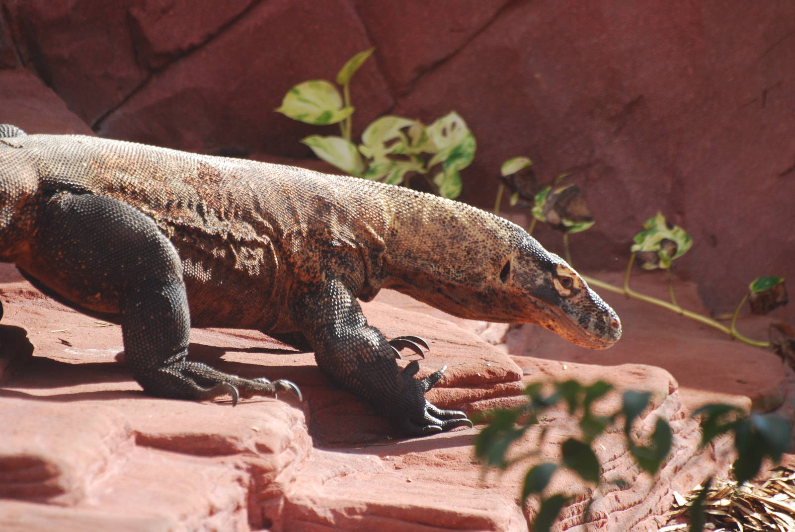Telu the Komodo dragon