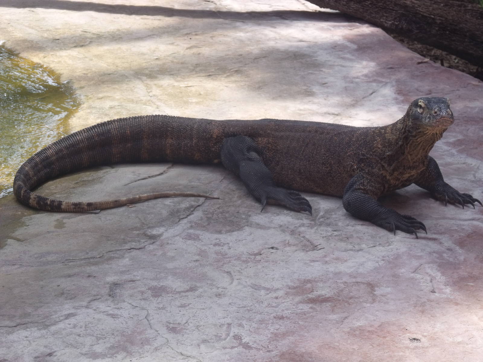 Telu the new male Komodo Dragon