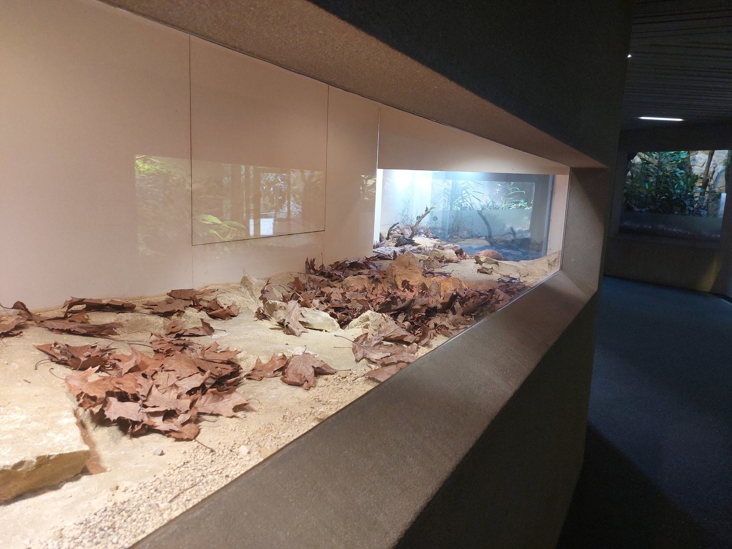 Tembea - Ant exhibit