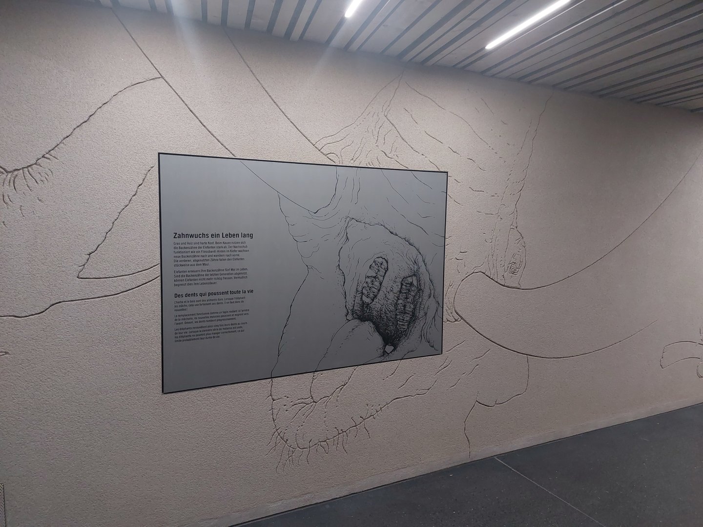 Tembea - Elephant education