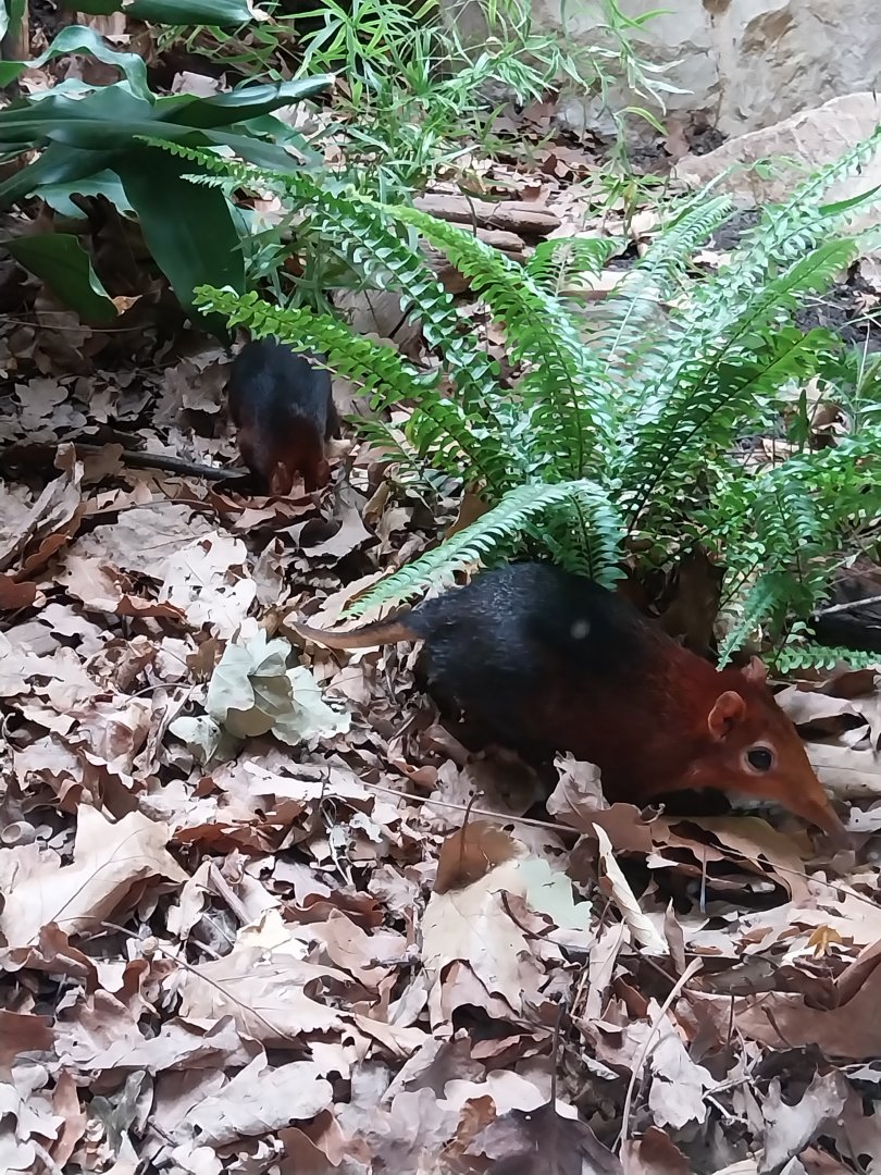 Tembea enclosure - Black-and-rufous elephant shrew (Rhynchocyon petersi)