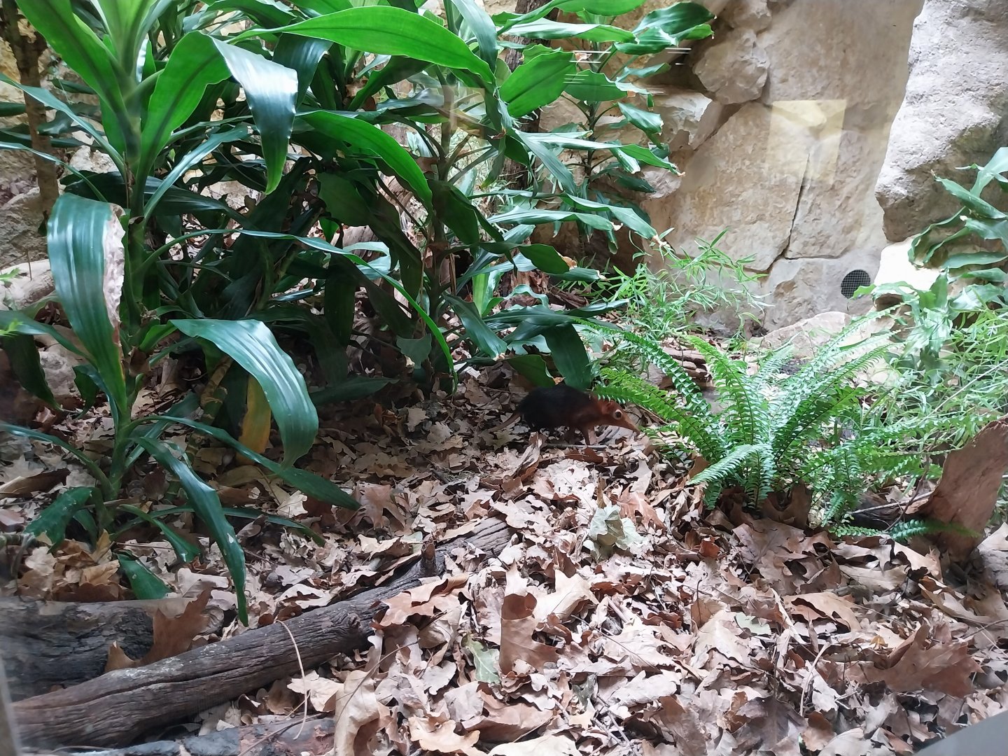 Tembea enclosure - Black-and-rufous elephant shrew (Rhynchocyon petersi)
