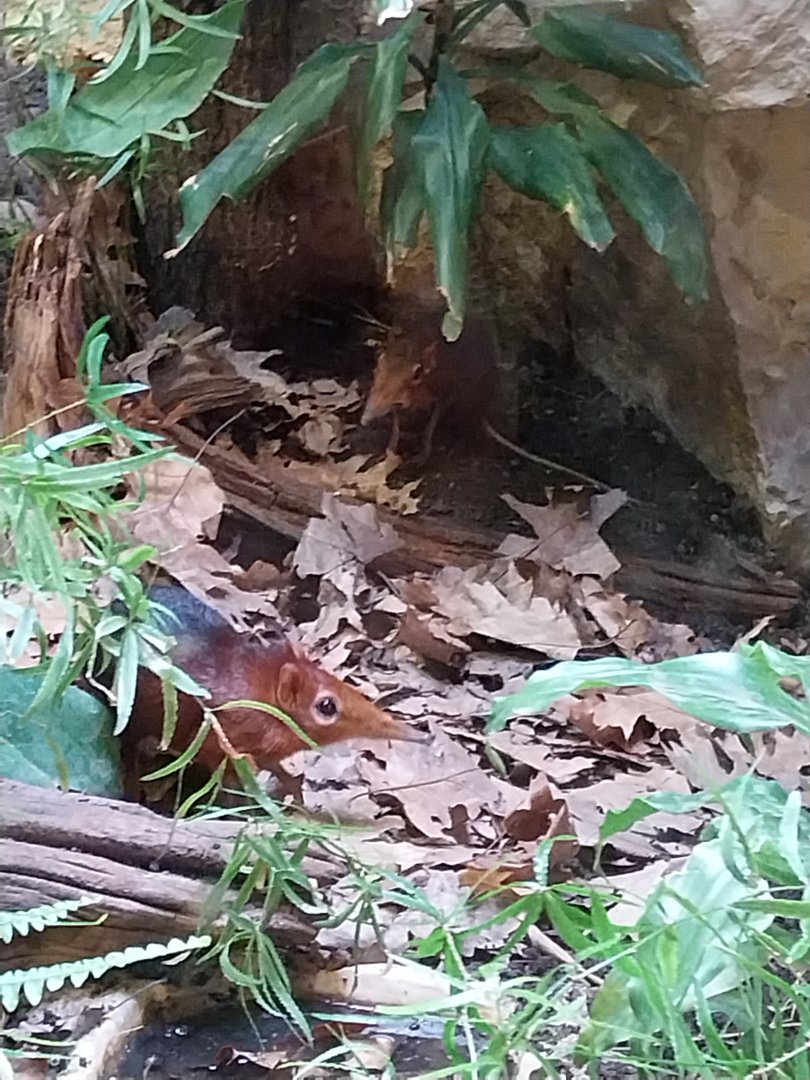 Tembea enclosure - Black-and-rufous elephant shrew (Rhynchocyon petersi)