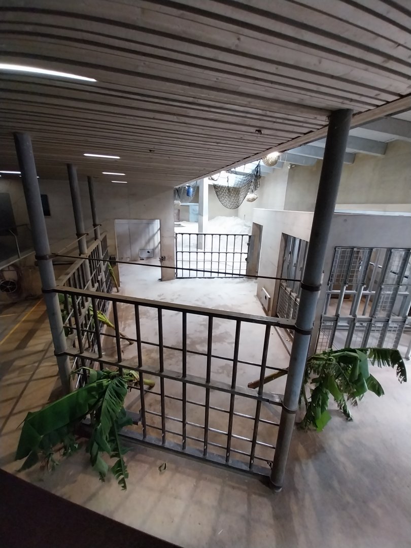 Tembea enclosure - Bull stable