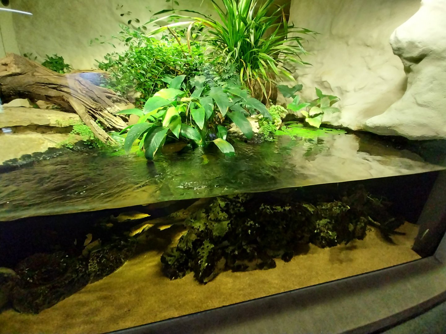Tembea enclosure - Congo aquarium