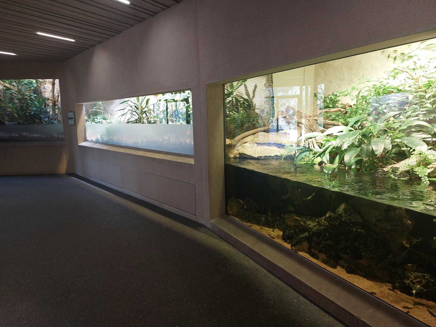 Tembea - lungfish and sengi enclosured