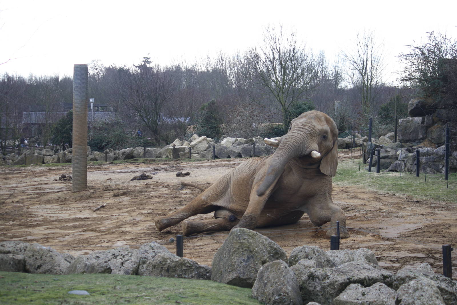 Tembo - 14 March 2010