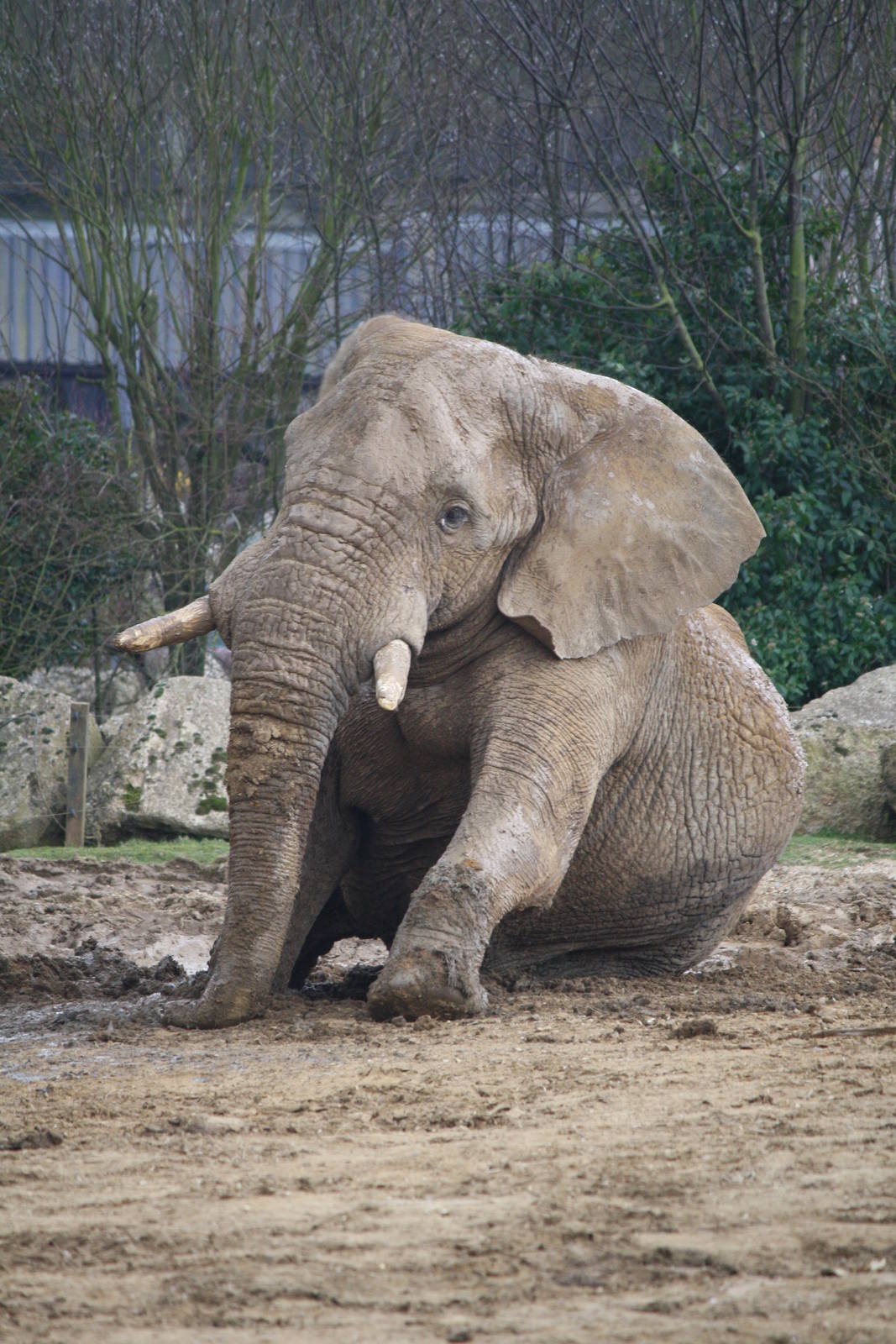 Tembo - 14 March 2010