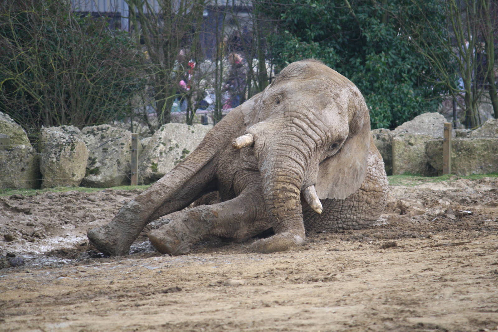 Tembo - 14 March 2010