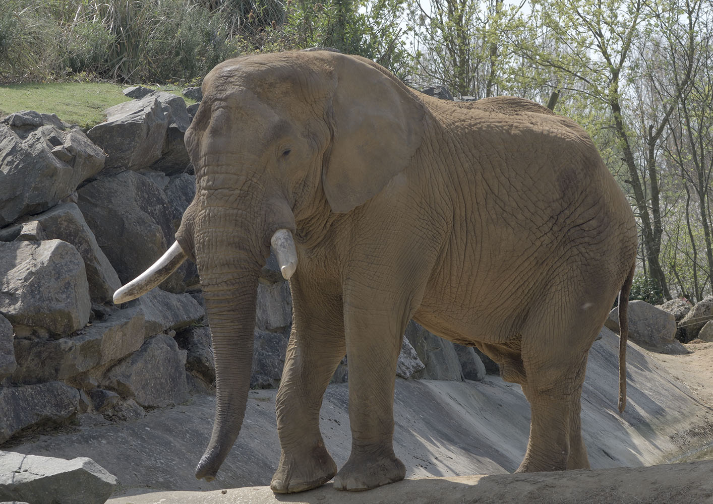 'Tembo' African elephant bull