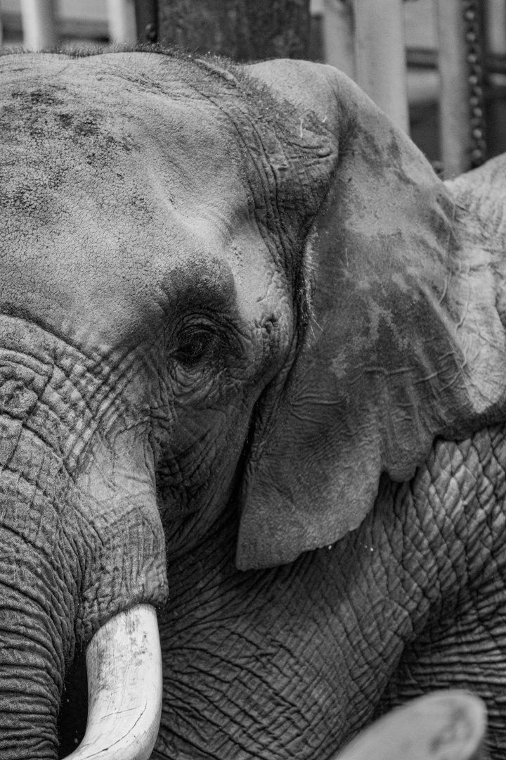 Tembo, African elephant (Loxodonta africana)