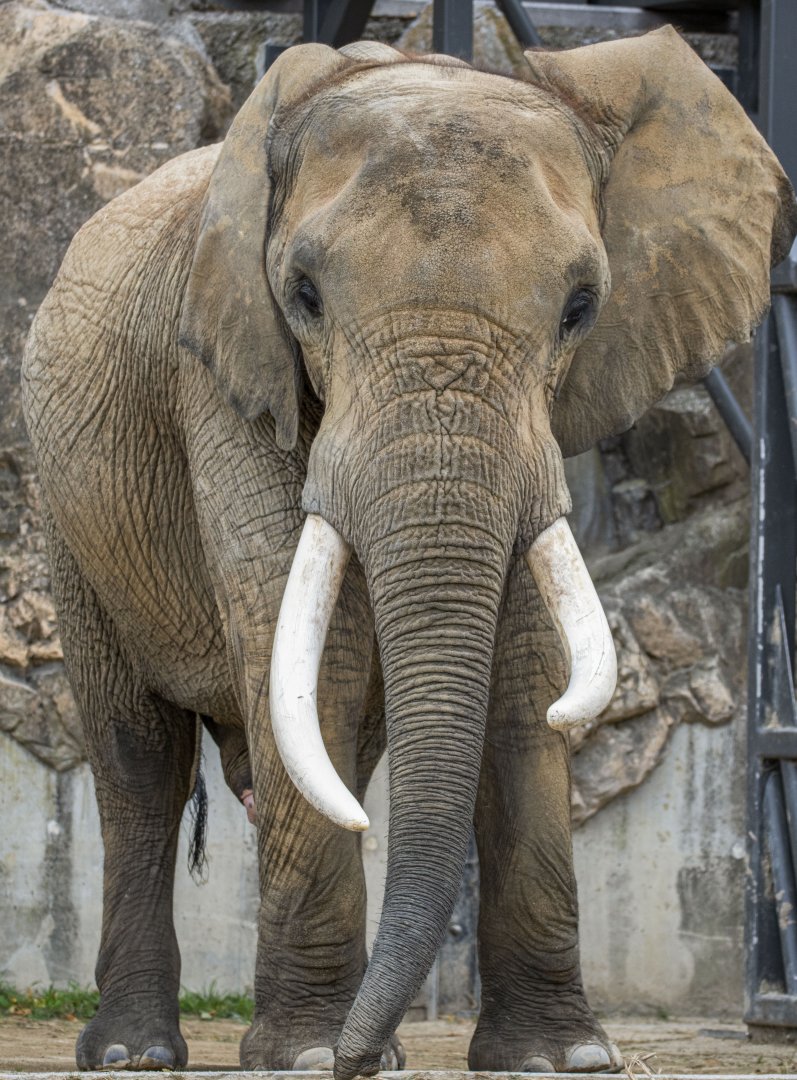 Tembo, African elephant (Loxodonta africana)