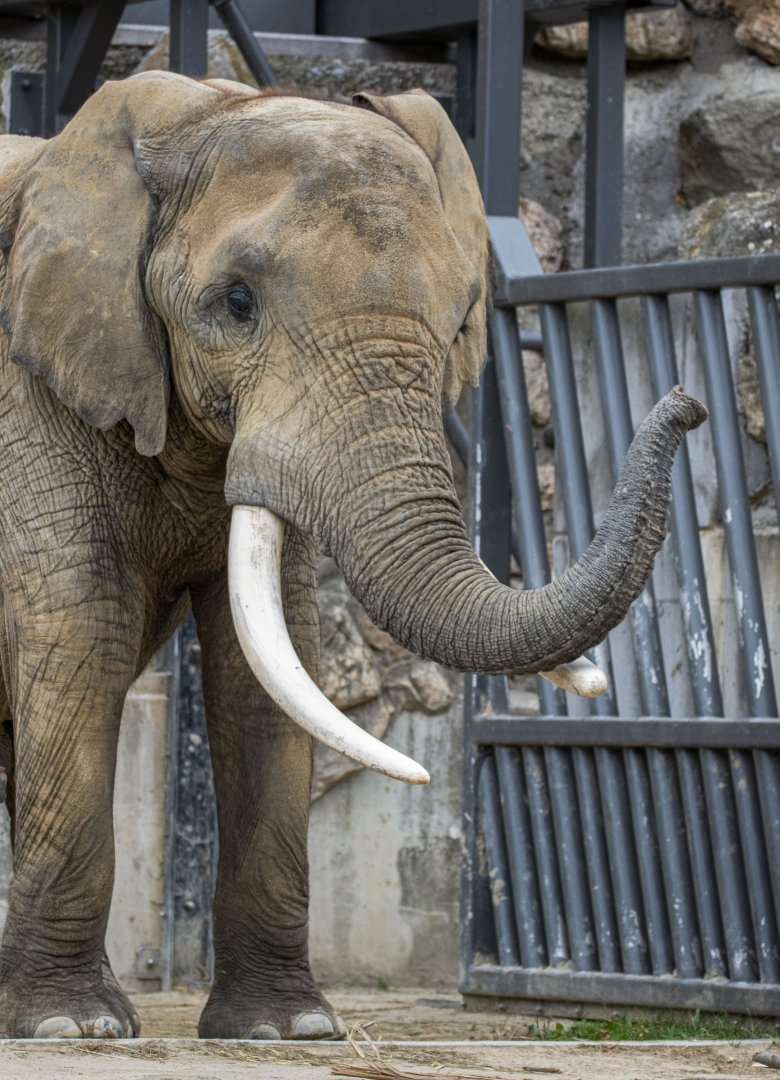 Tembo, African elephant (Loxodonta africana)