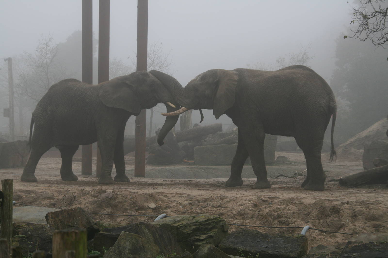 Tembo and tooth playing in the mist
